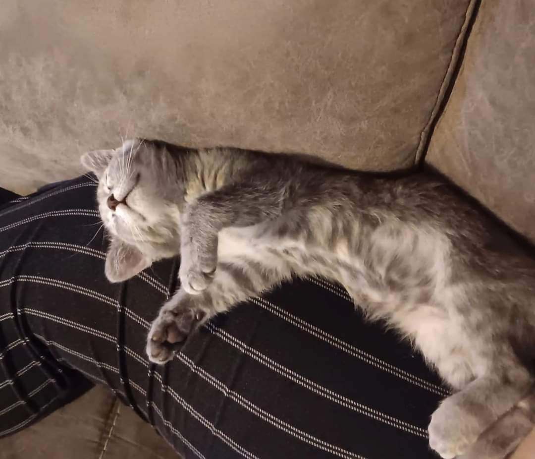 Enlarge Meadow, a Adopted Tabby in Morgantown, WV image 4/4