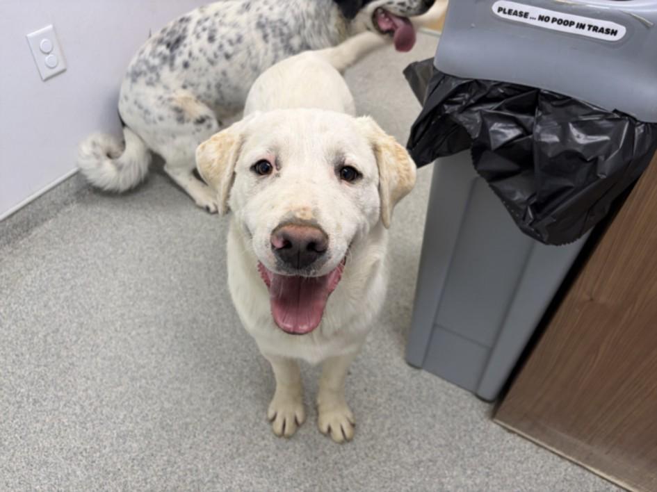 HARRY, Adoptable, Young Male Great Pyrenees & Australian Cattle Dog / Blue Heeler.