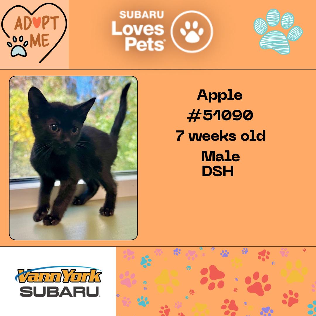 Apple, a Adoptable Domestic Short Hair in Randleman, NC image 1/3