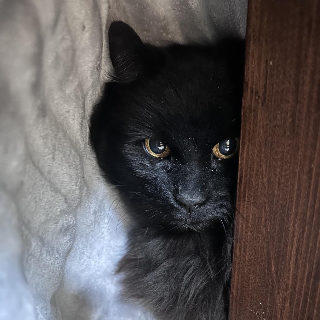 Everett, Adoptable, Senior Male Domestic Long Hair.