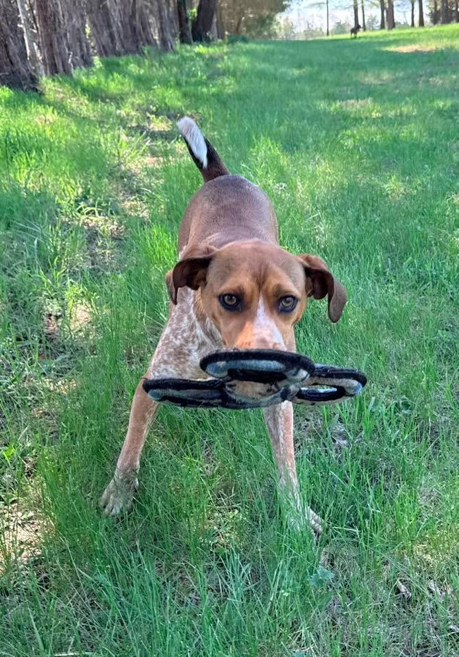Enlarge Grady, a Adoptable mixed breed in Catlett, VA image 2/6