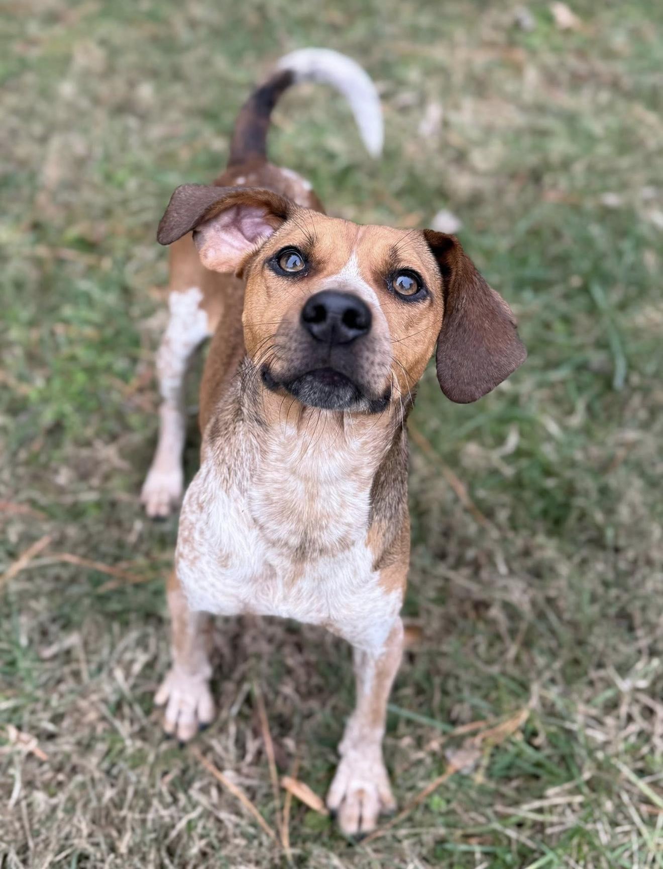 Enlarge Grady, a Adoptable mixed breed in Catlett, VA image 4/6