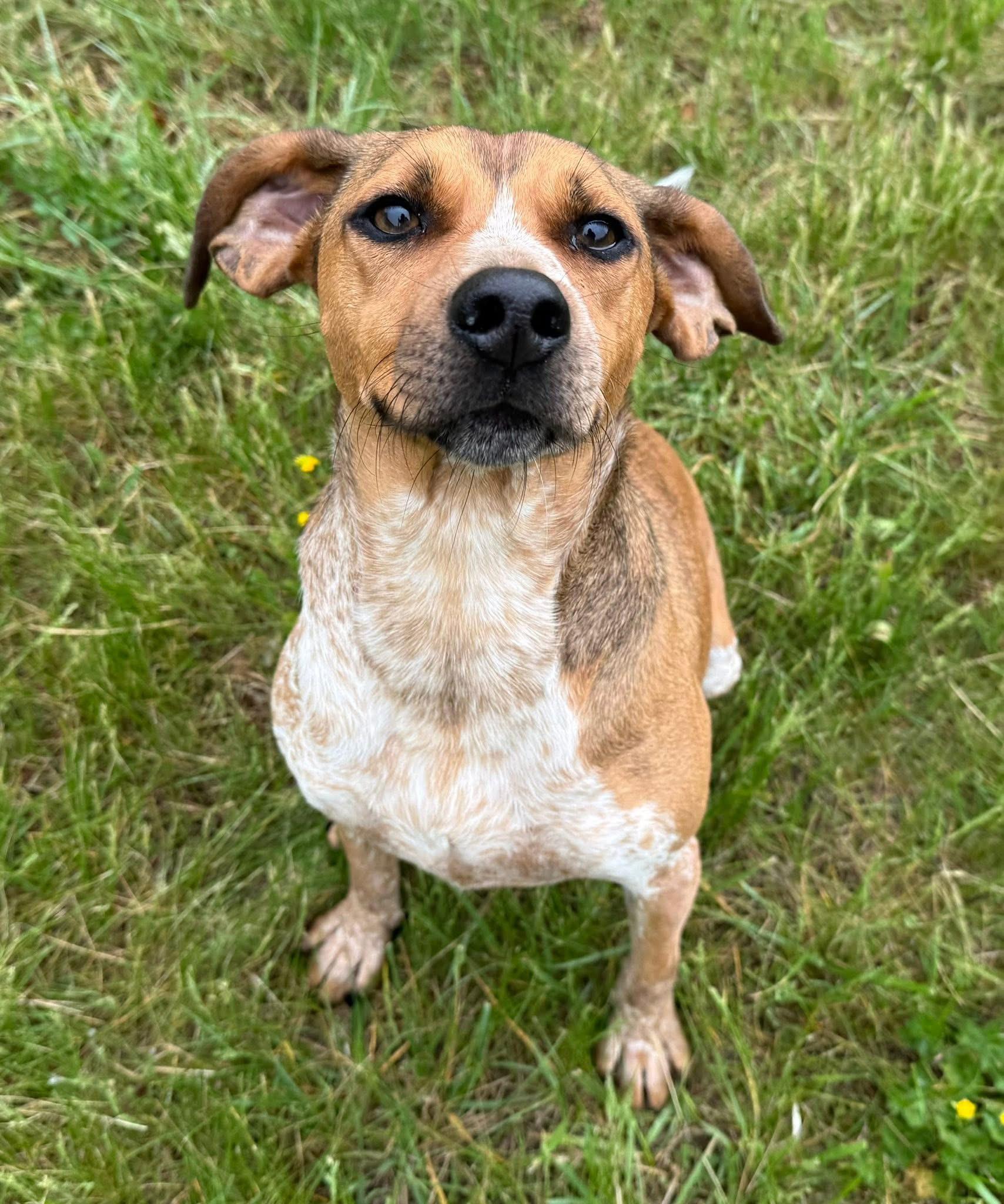 Enlarge Grady, a Adoptable mixed breed in Catlett, VA image 1/6