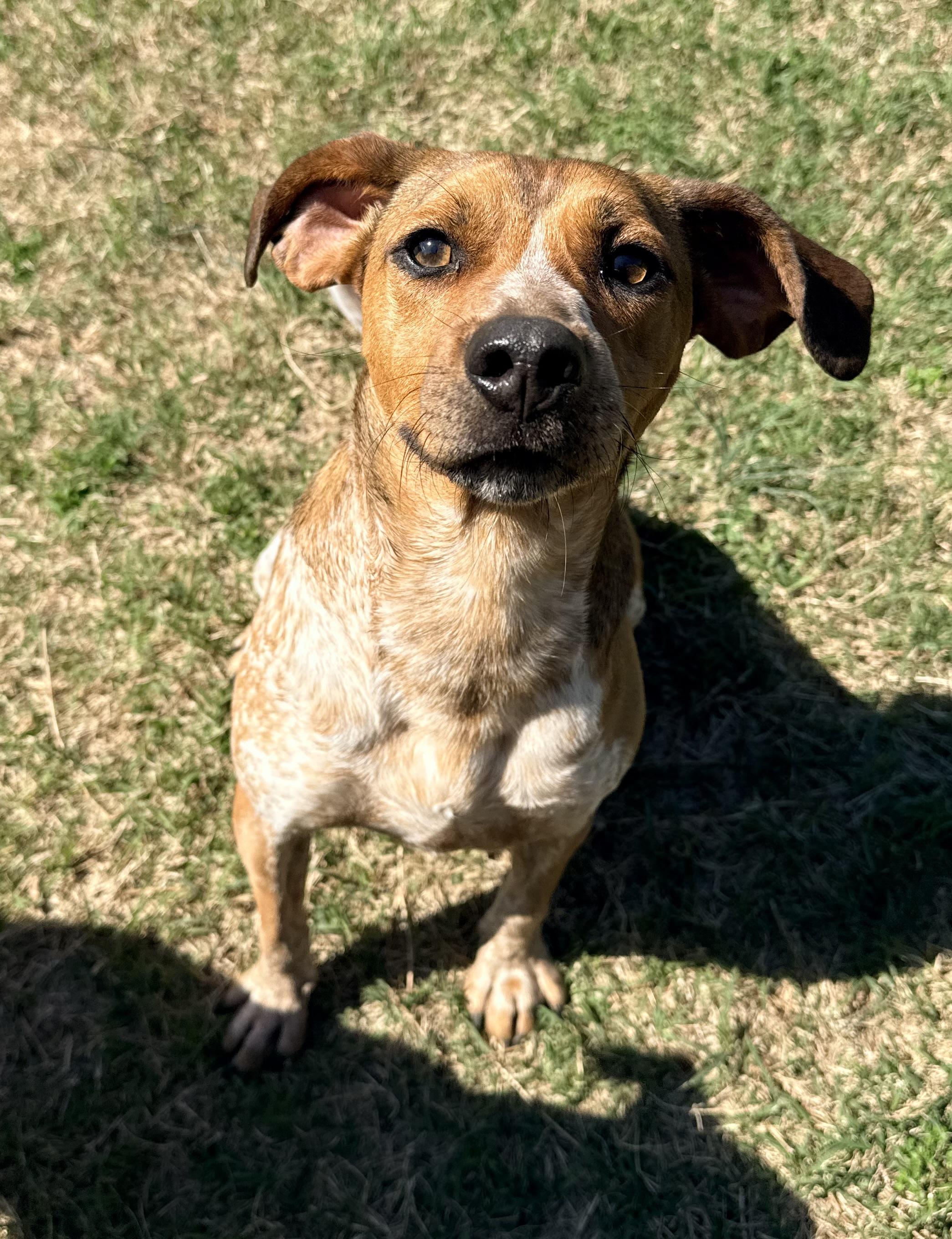 Enlarge Grady, a Adoptable mixed breed in Catlett, VA image 5/6