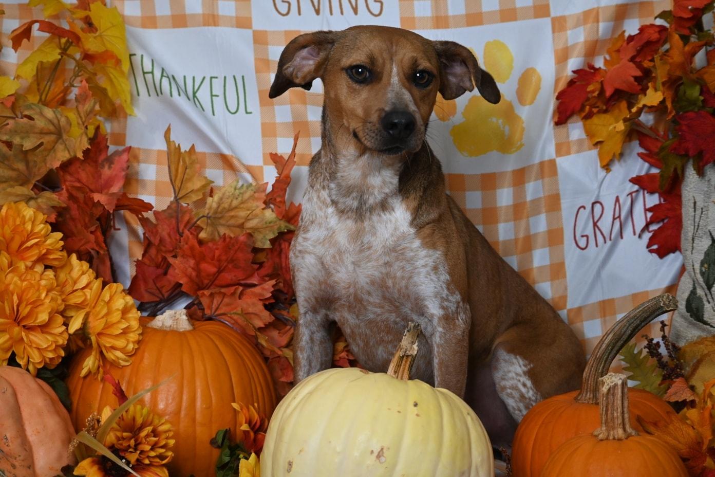 Grady, Adoptable, Adult Male Beagle.