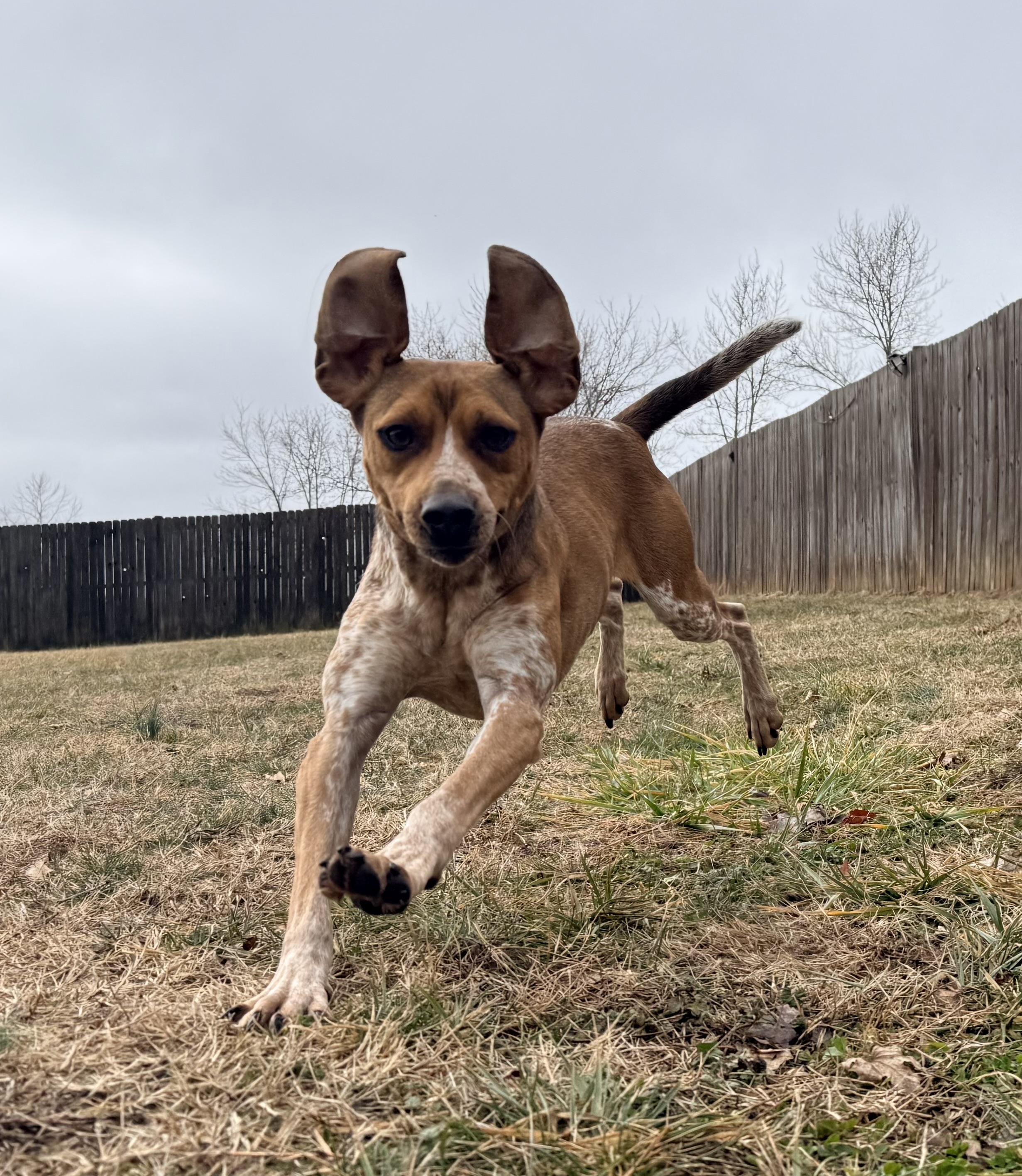 Enlarge Grady, a Adoptable mixed breed in Catlett, VA image 6/6