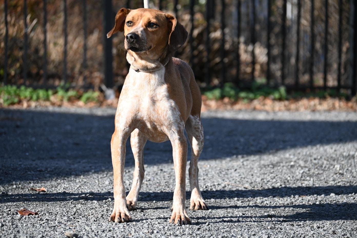 Enlarge Grady, a Adoptable mixed breed in Catlett, VA image 2/2