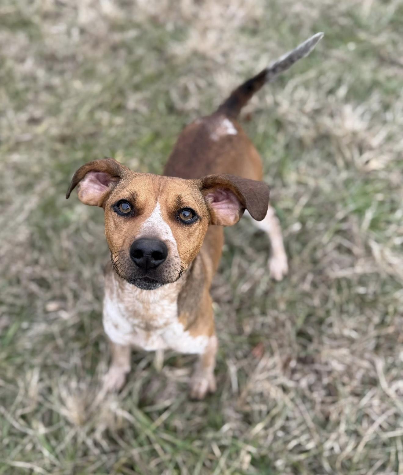 Enlarge Grady, a Adoptable mixed breed in Catlett, VA image 3/6