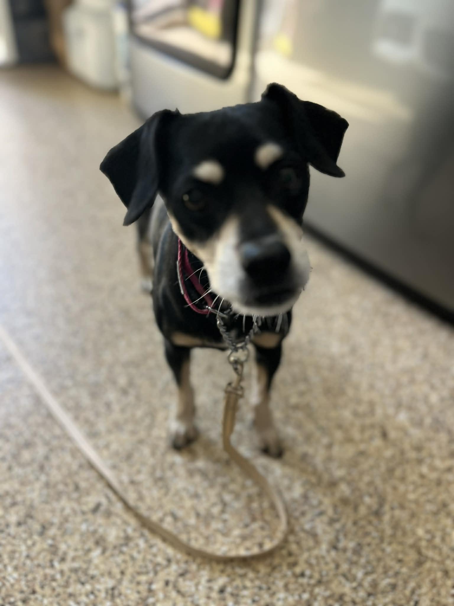 Enlarge Reese, a ADOPTABLE mixed breed in Poway, CA image 1/1