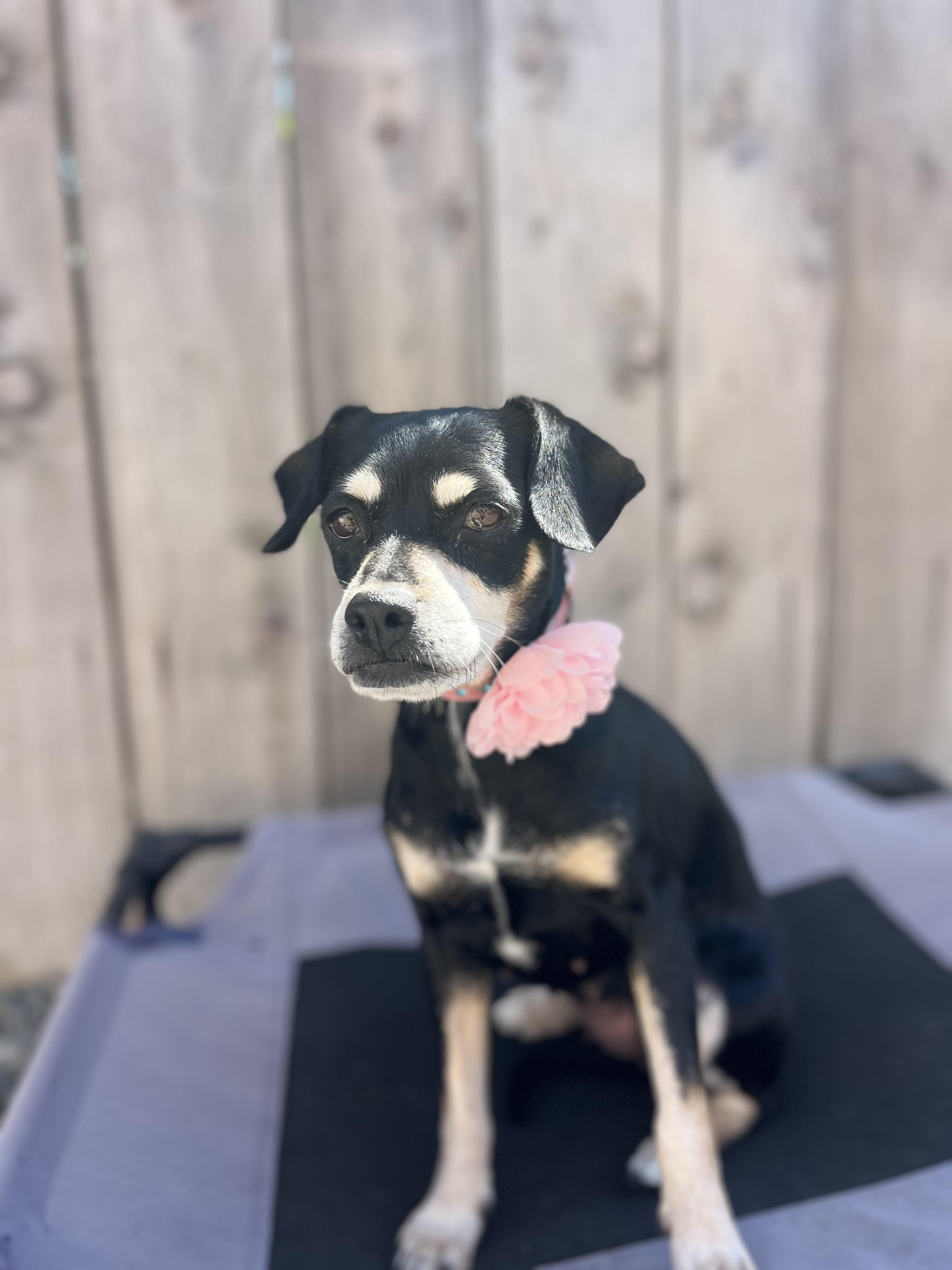 Enlarge Reese, a ADOPTABLE mixed breed in Poway, CA image 3/6