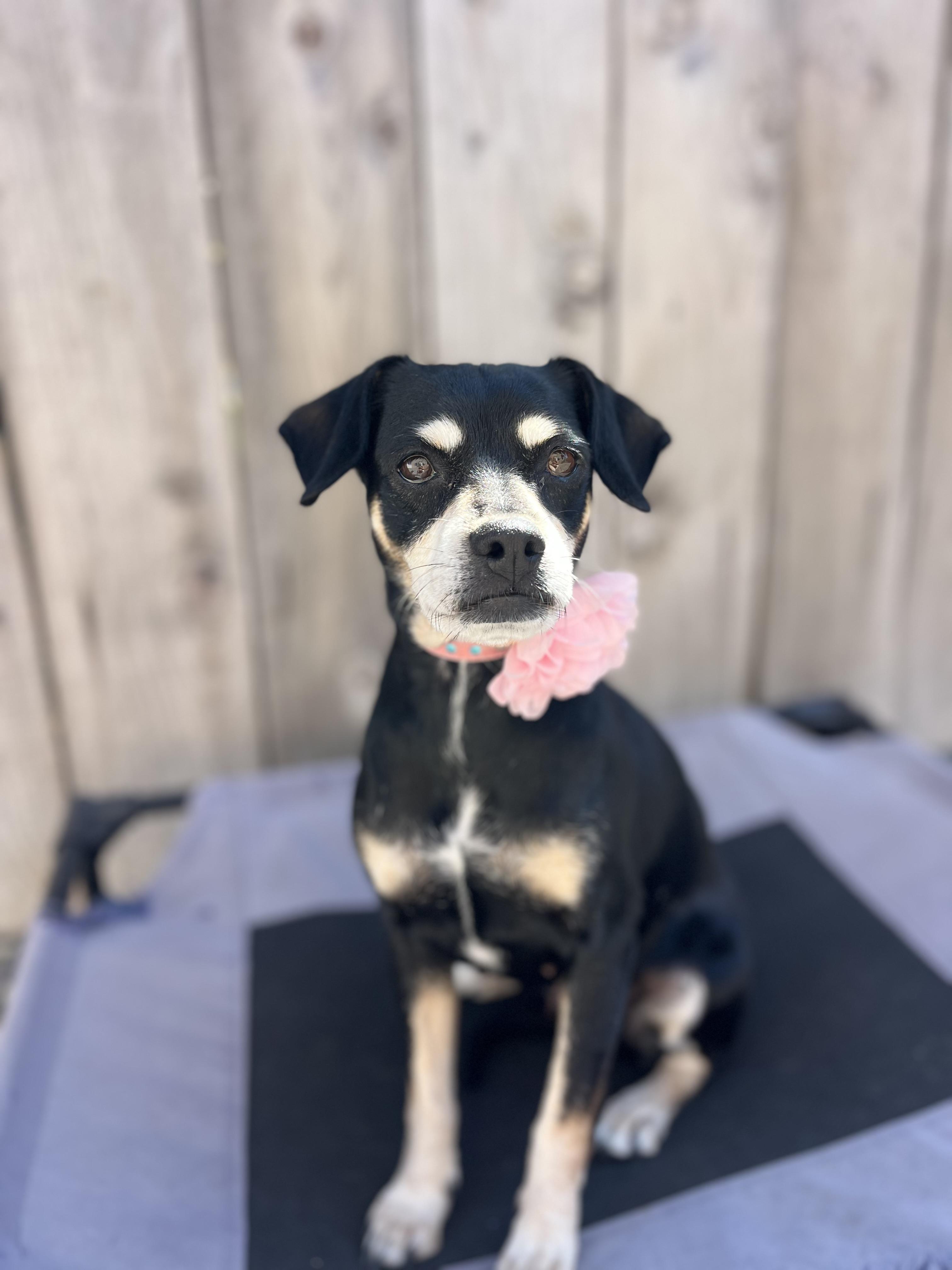 Enlarge Reese, a ADOPTABLE mixed breed in Poway, CA image 2/6