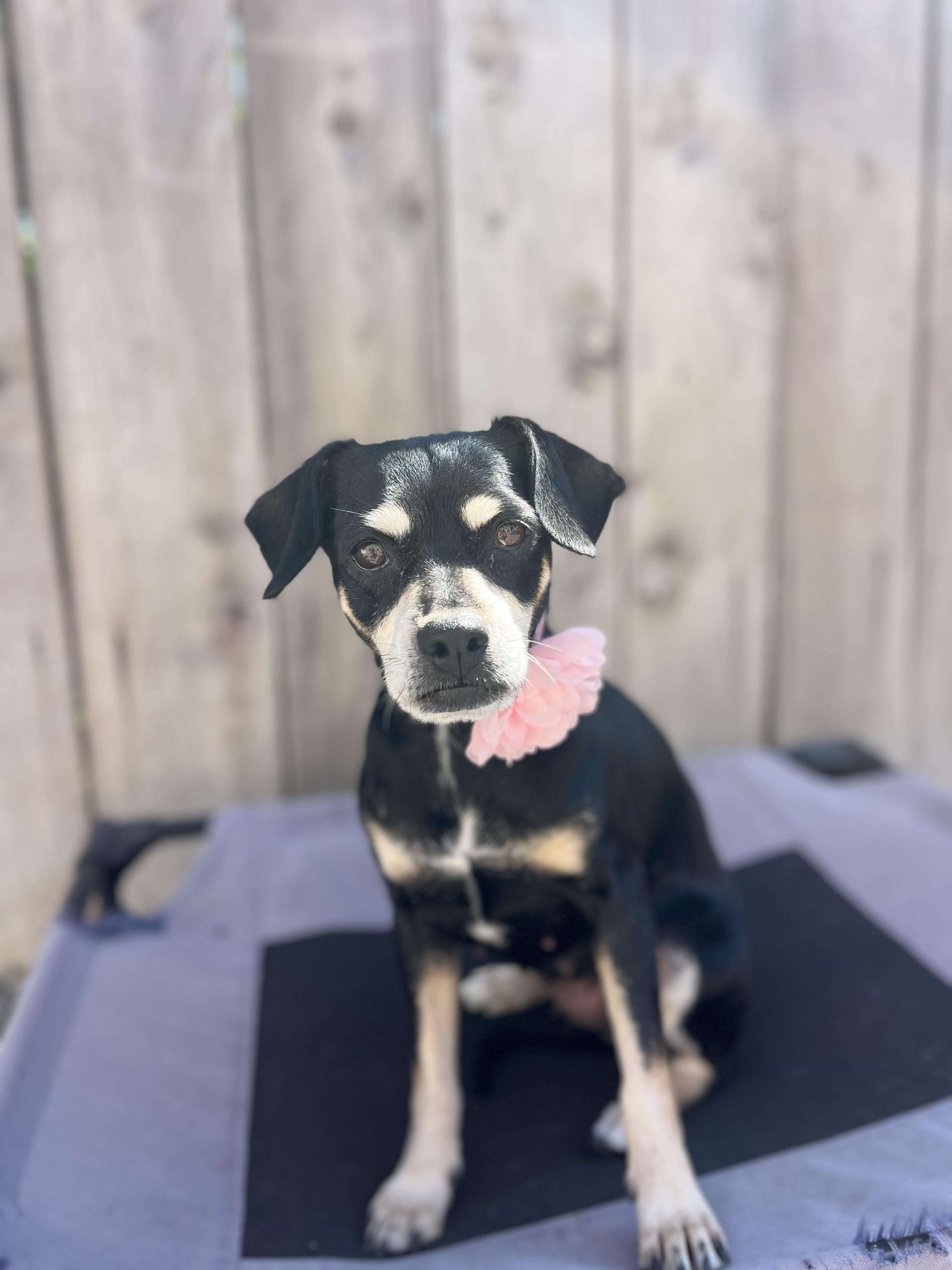 Enlarge Reese, a ADOPTABLE mixed breed in Poway, CA image 4/6