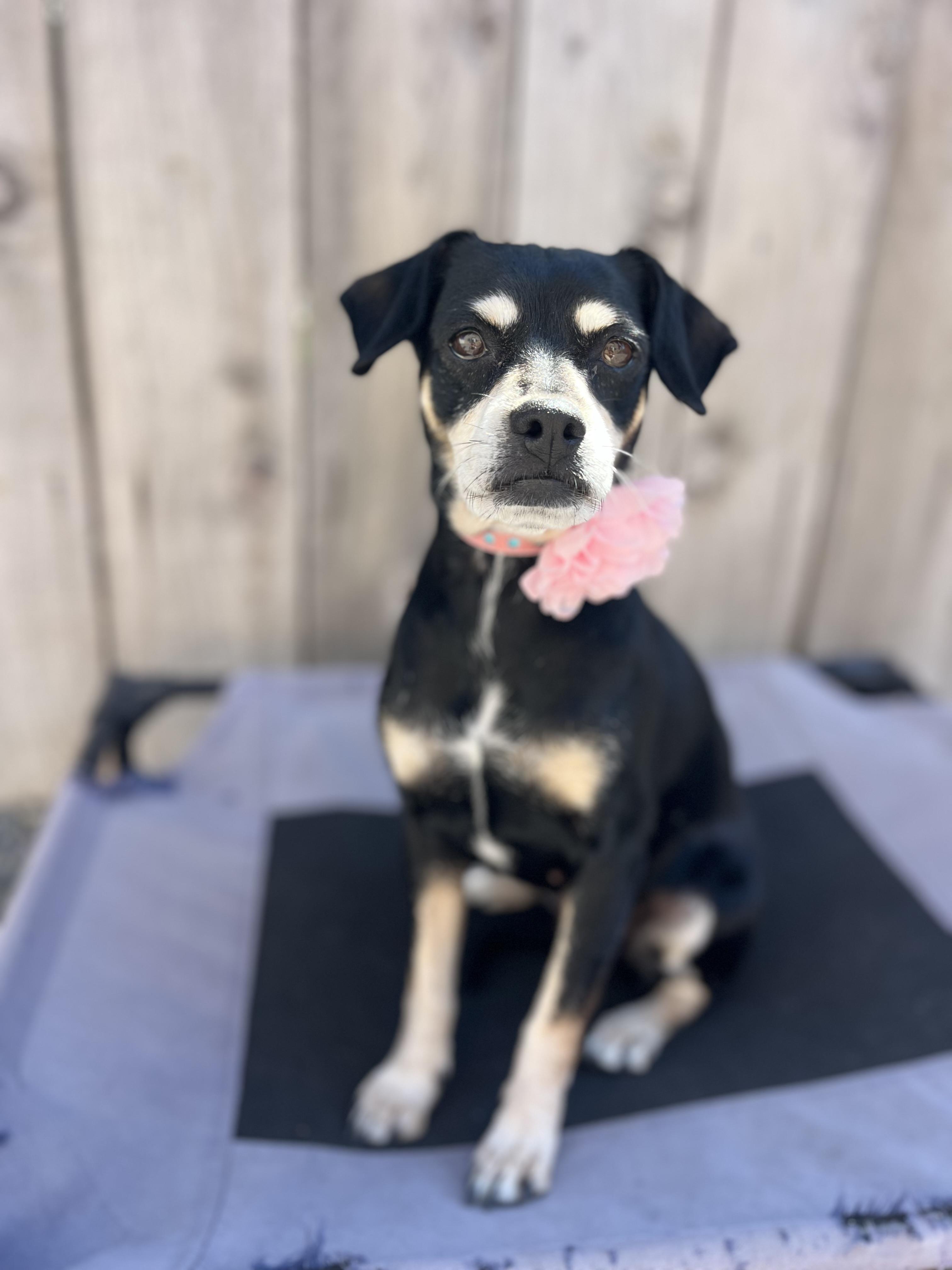 Enlarge Reese, a ADOPTABLE mixed breed in Poway, CA image 6/6