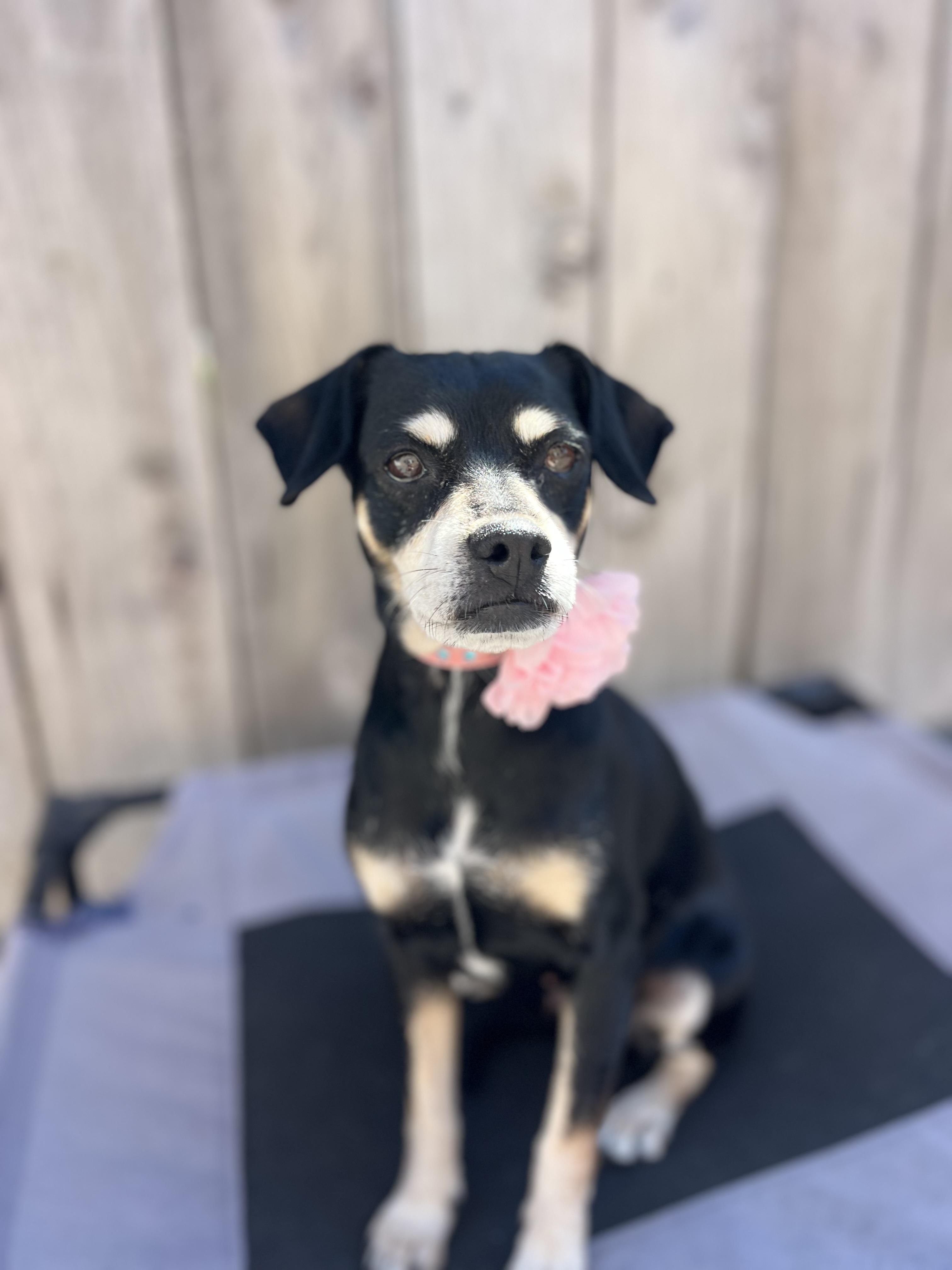 Reese, ADOPTABLE, Adult Female Rat Terrier.