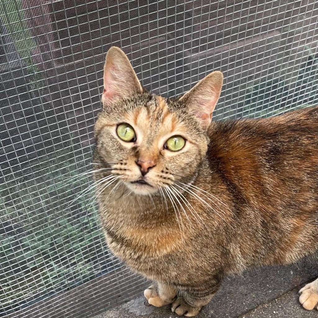 SUMMER, a Adoptable mixed breed in Battle Creek, MI image 2/5