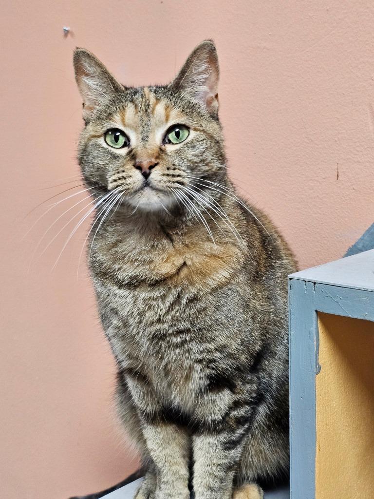 Enlarge SUMMER, a Adoptable mixed breed in Battle Creek, MI image 3/4