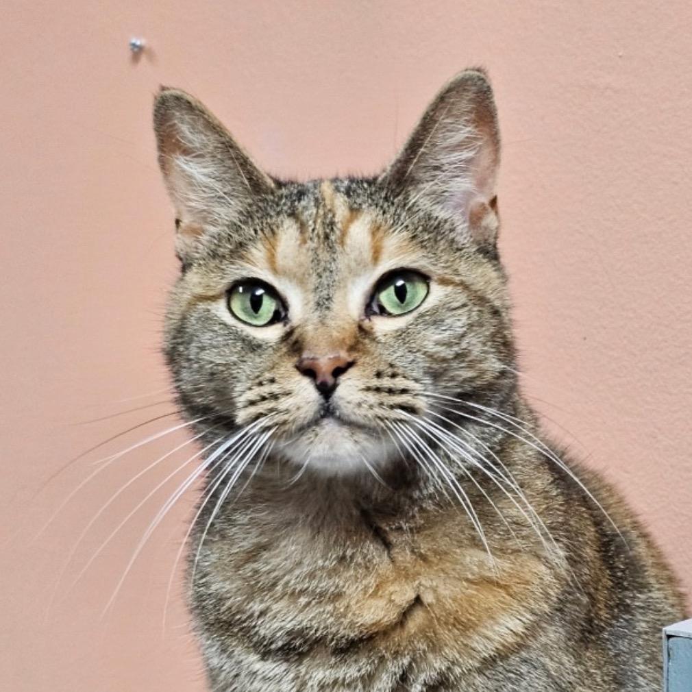 Enlarge SUMMER, a Adoptable mixed breed in Battle Creek, MI image 4/4