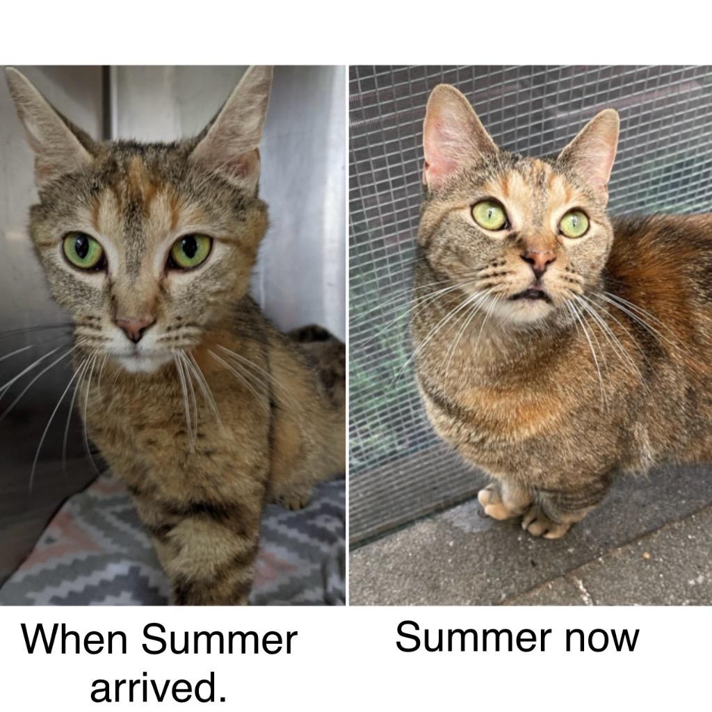 SUMMER, a Adoptable mixed breed in Battle Creek, MI image 3/5