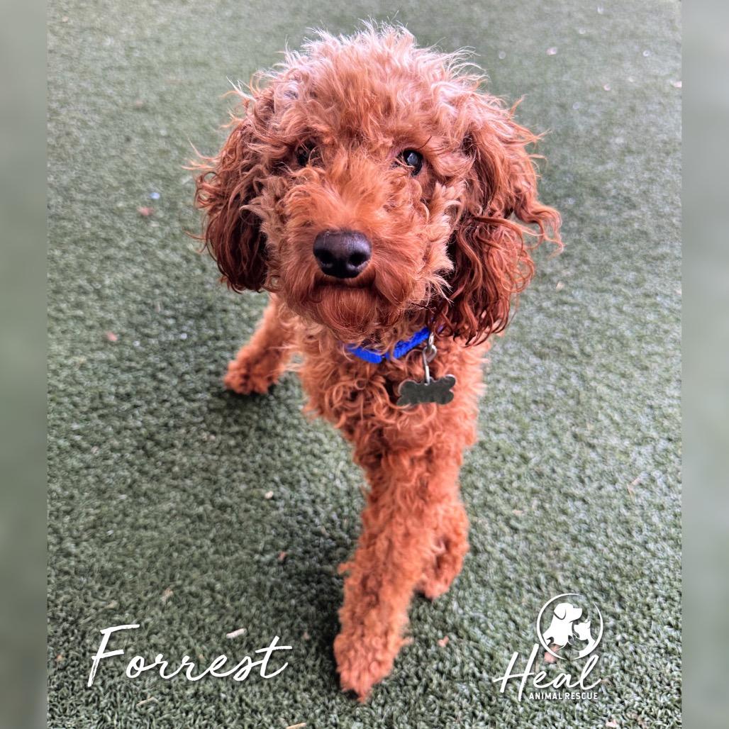 Forrest, Adoptable, Young Male Miniature Poodle.