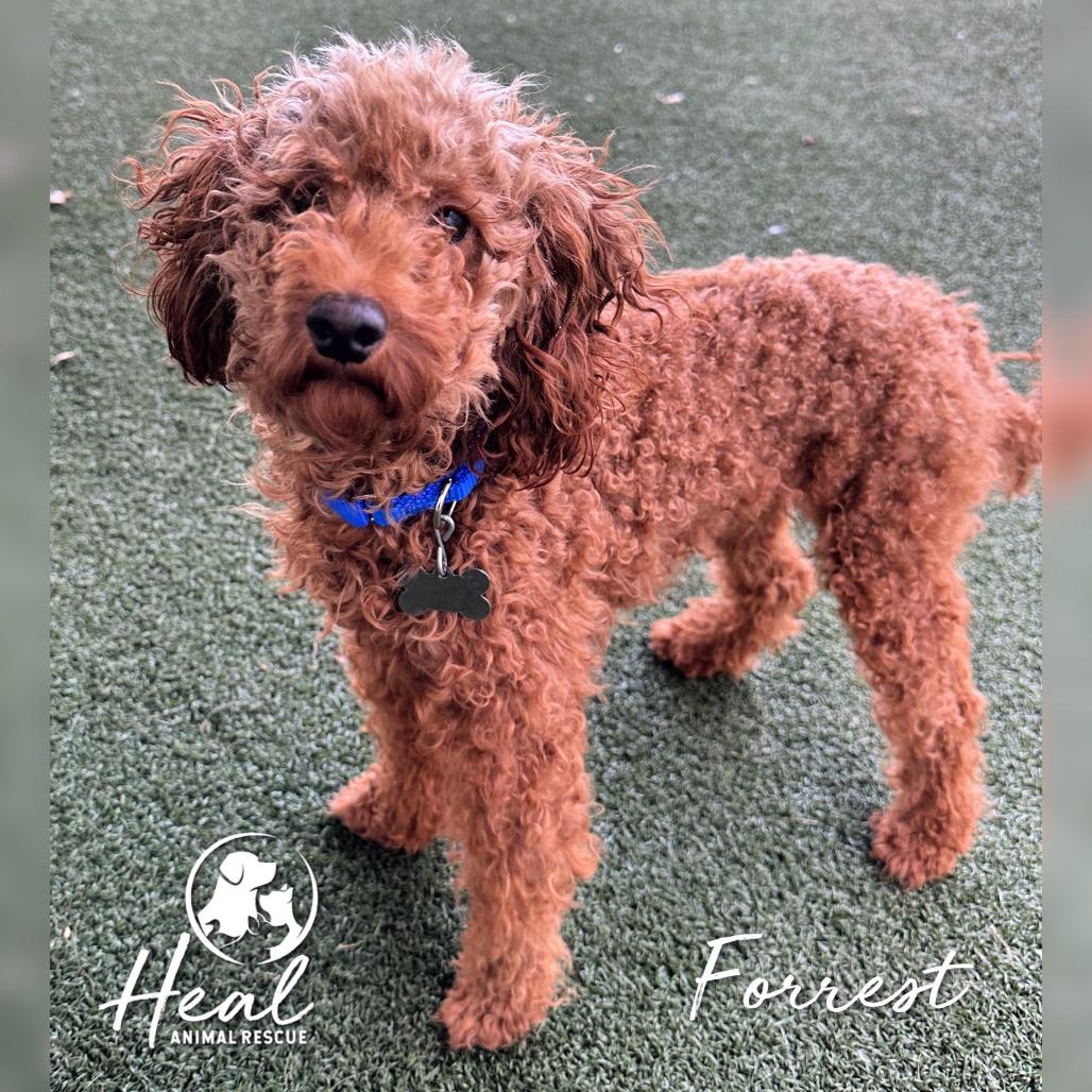 Enlarge Forrest, a Adoptable Miniature Poodle in Youngwood, PA image 2/2