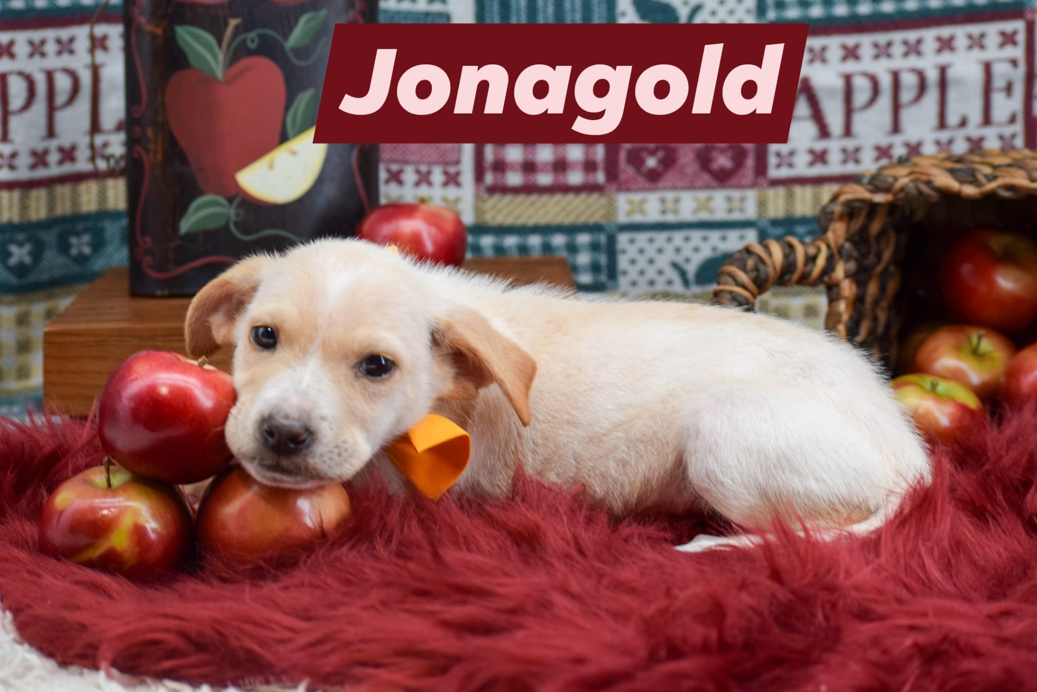 Jonagold
