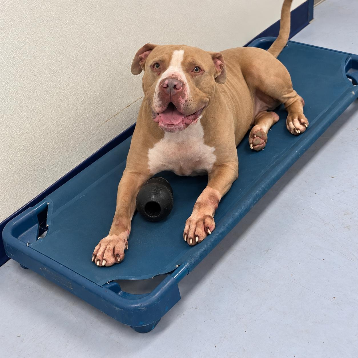 Enlarge Joey, a Adoptable American Bully in Dillsburg, PA image 1/6