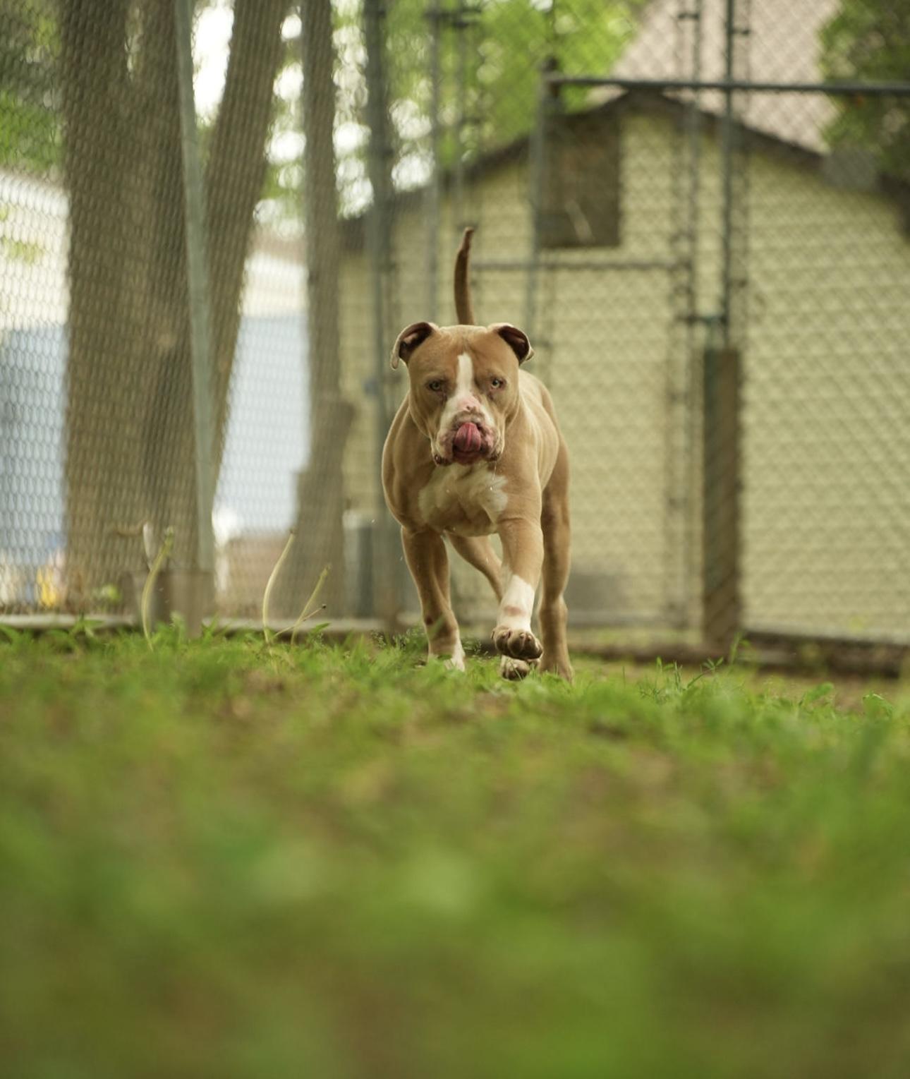 Joey, a Adoptable American Bully in Dillsburg, PA image 6/6