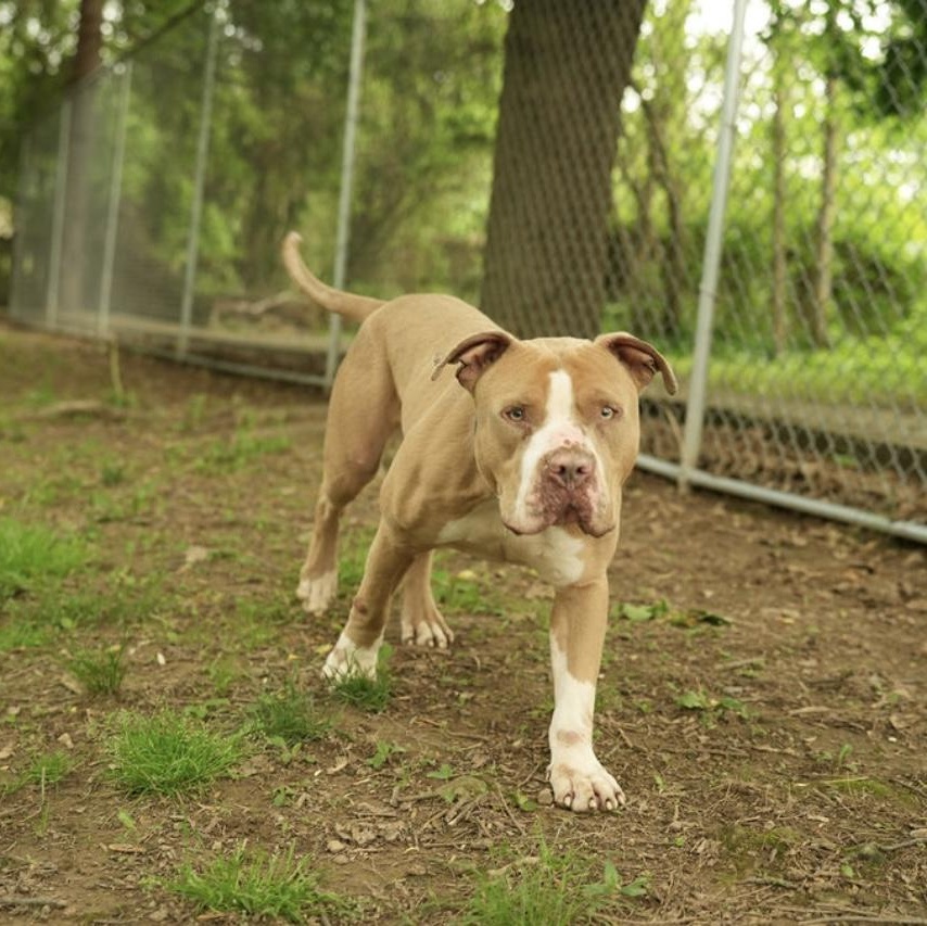 Enlarge Joey, a Adoptable American Bully in Dillsburg, PA image 5/6