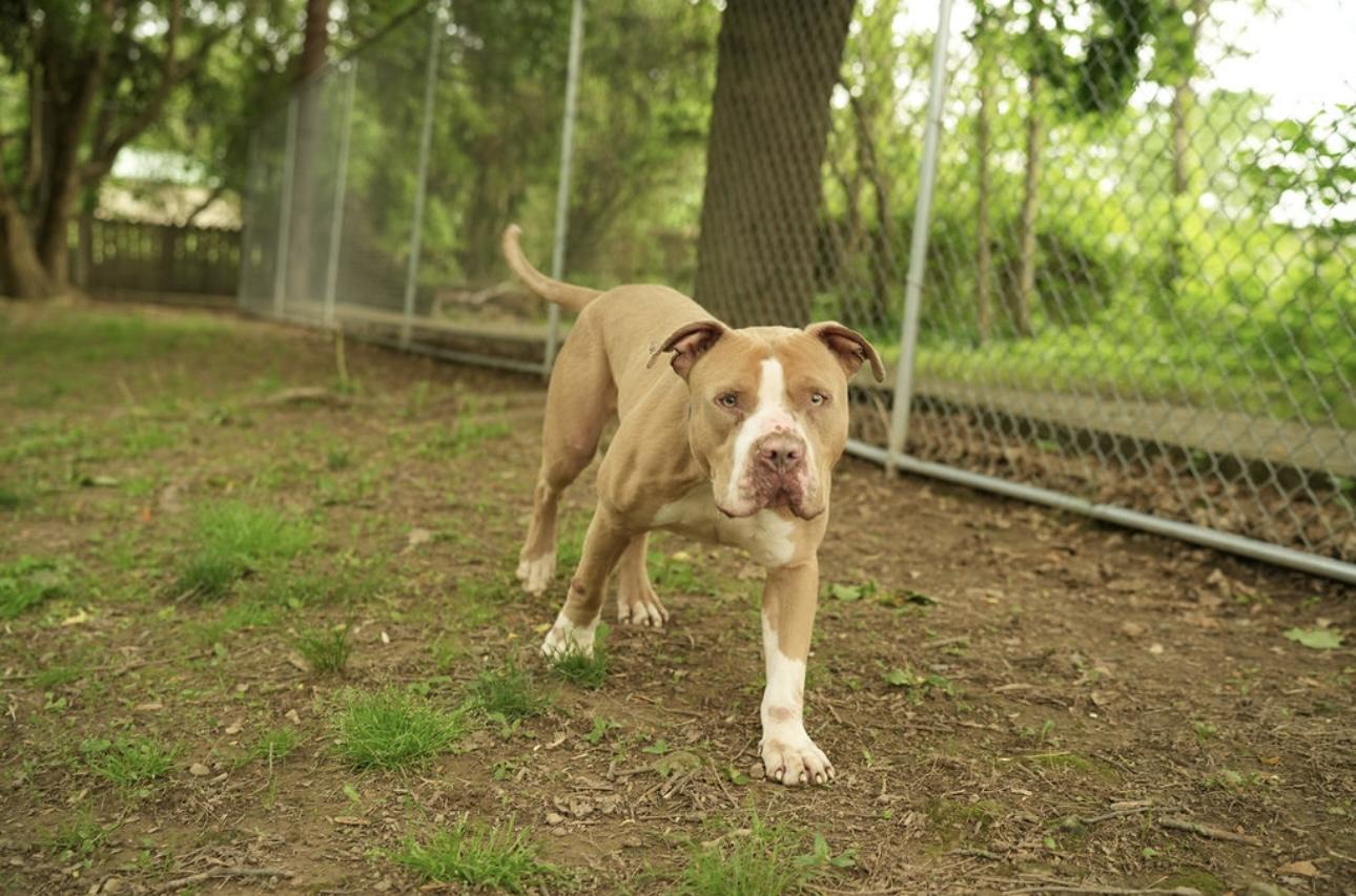 Joey, a Adoptable American Bully in Dillsburg, PA image 4/6
