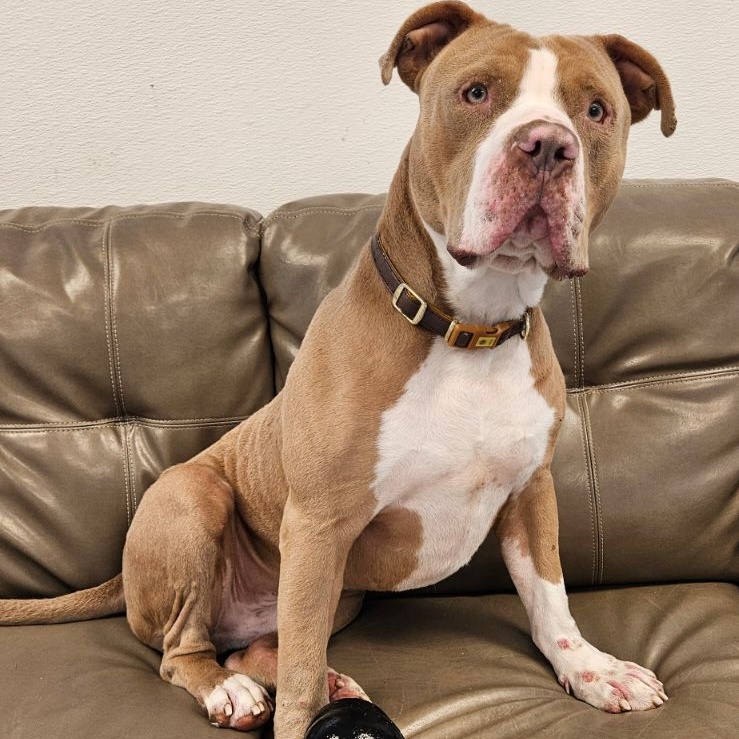 Joey, a Adoptable American Bully in Dillsburg, PA image 1/6