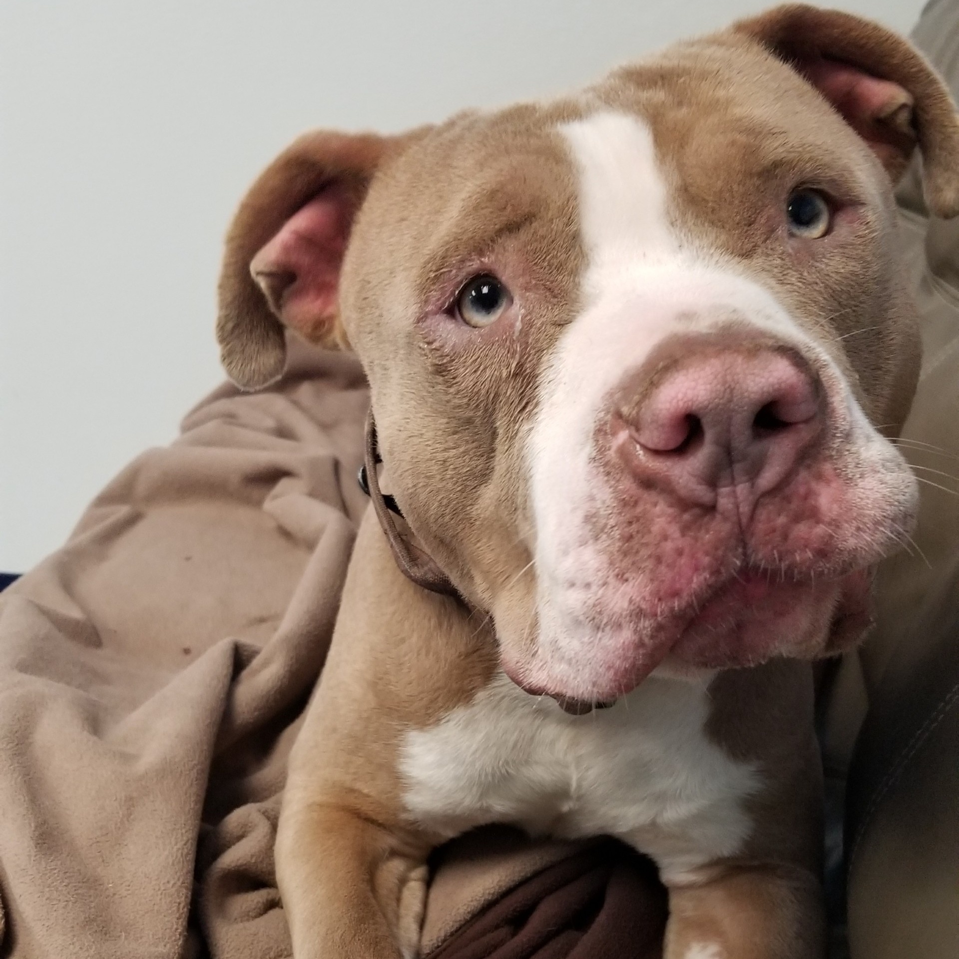 Joey, a Adoptable American Bully in Dillsburg, PA image 5/6