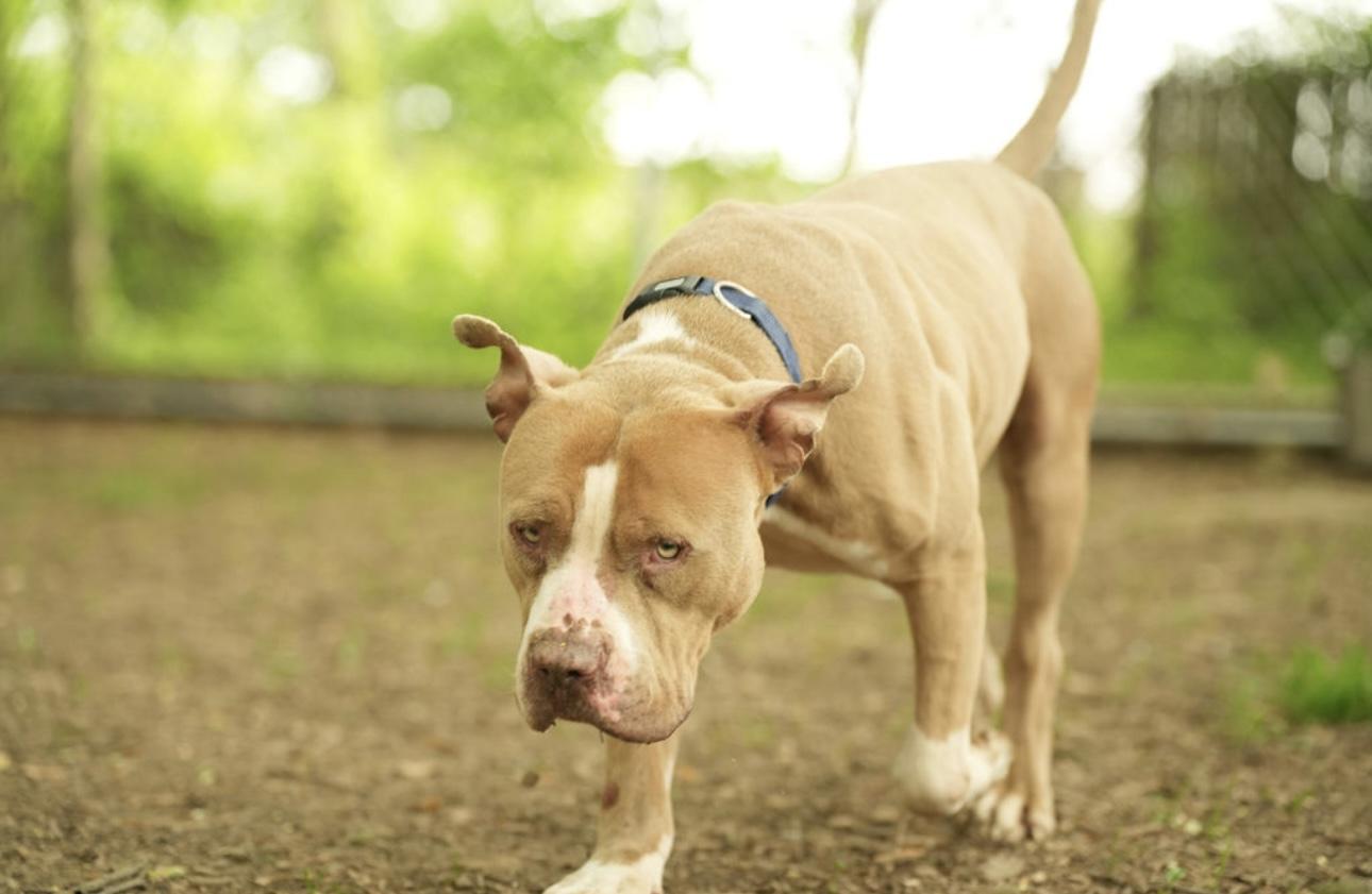 Joey, a Adoptable American Bully in Dillsburg, PA image 2/6