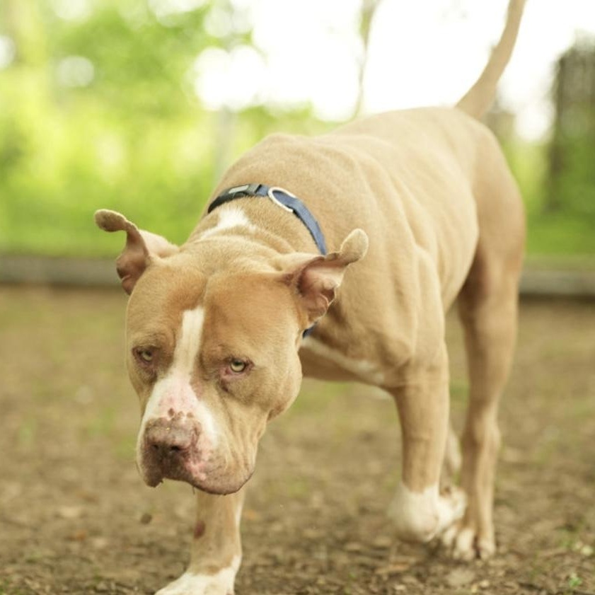 Enlarge Joey, a Adoptable American Bully in Dillsburg, PA image 2/6