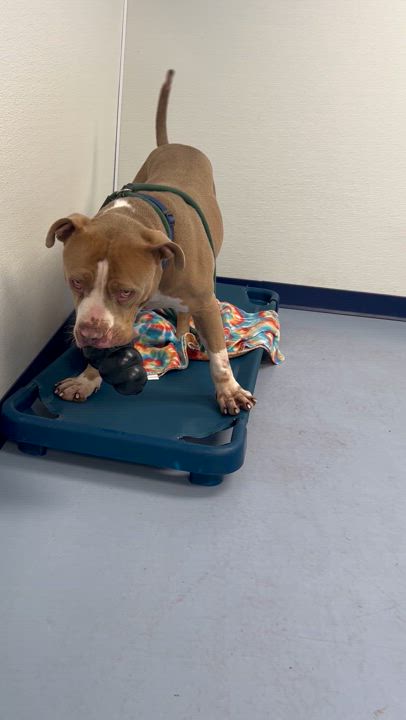 Enlarge Joey, a Adoptable American Bully in Dillsburg, PA video 3/6