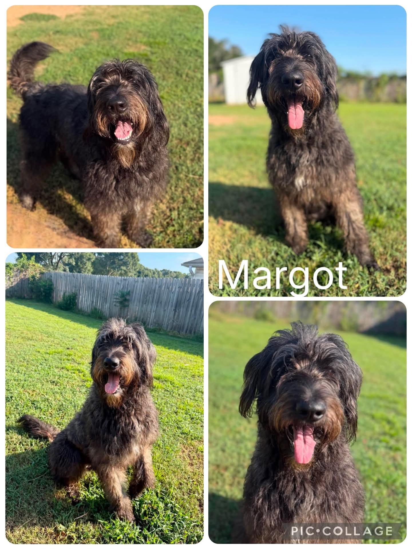 Margot, ADOPTABLE, Young Female Labradoodle.