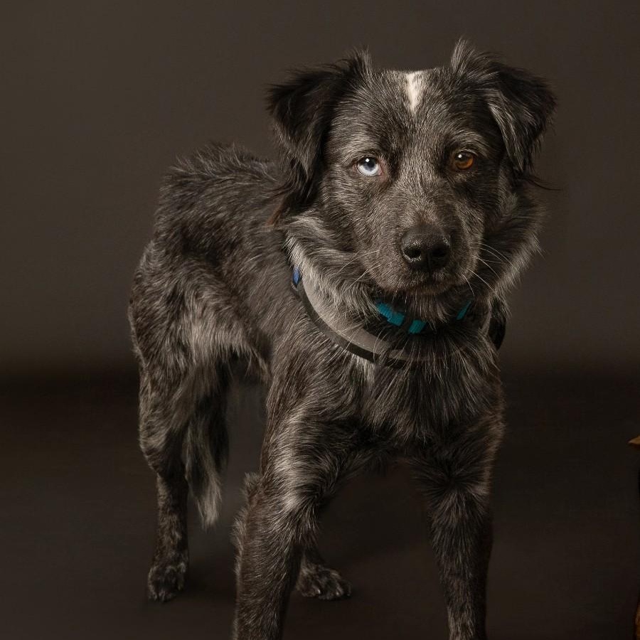 Dexter, Adopted, Puppy Male Cattle Dog & Mixed Breed.