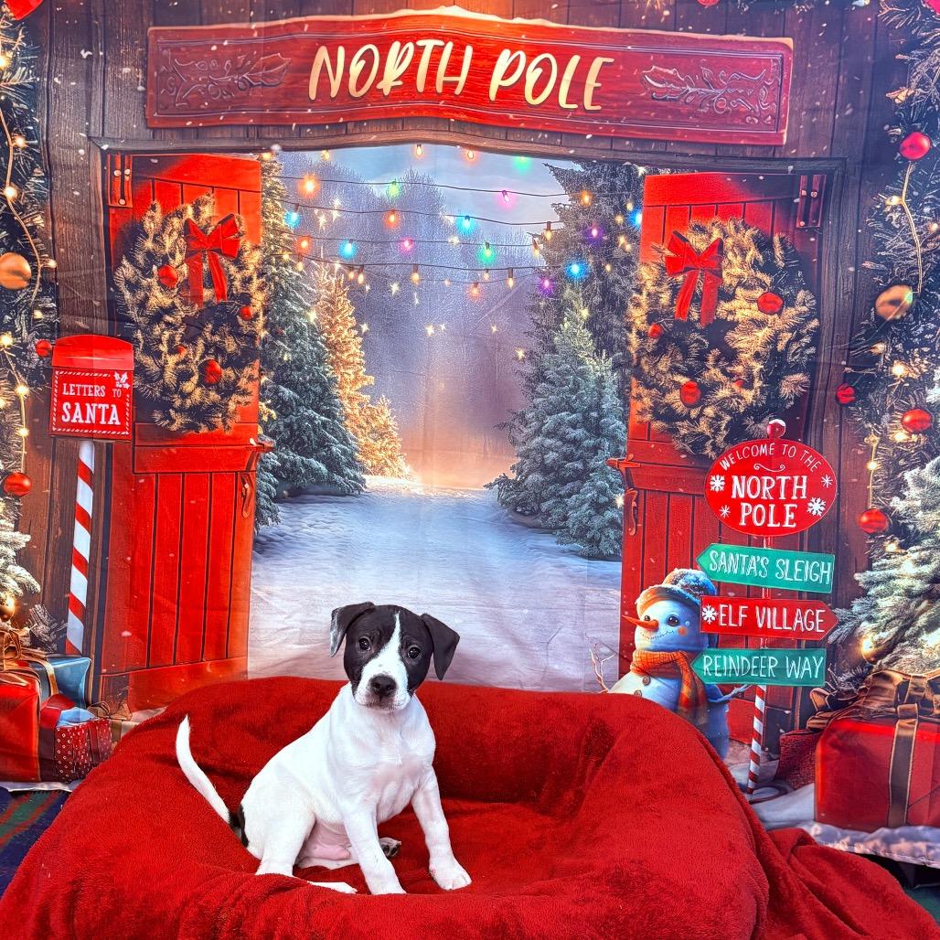 Flannel, adoptable, Puppy Male Pit Bull Terrier & Mixed Breed.