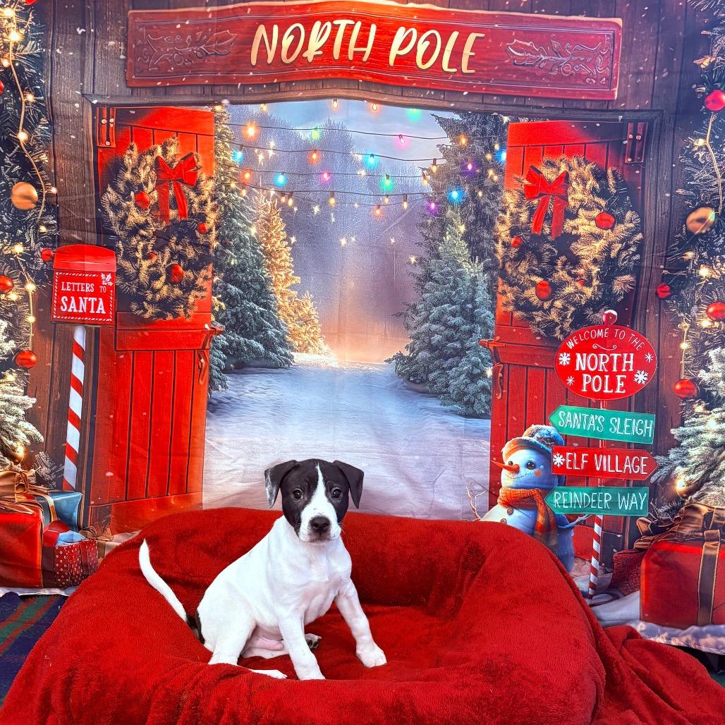 Enlarge Flannel, an adoptable mixed breed in Fenton, MI image 2/2