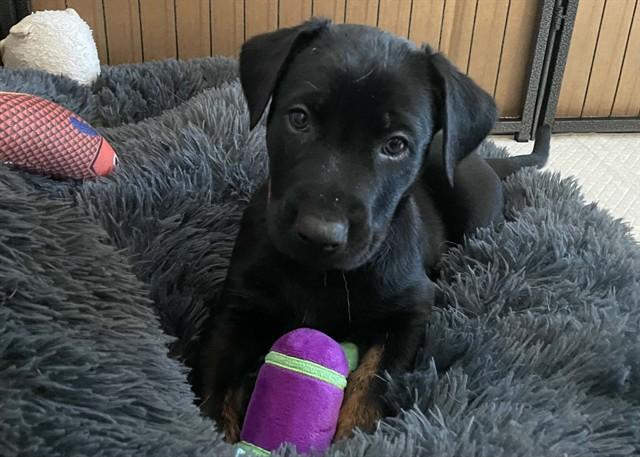 JOEY, Adoptable, Puppy Male Pit Bull Terrier & Mixed Breed.