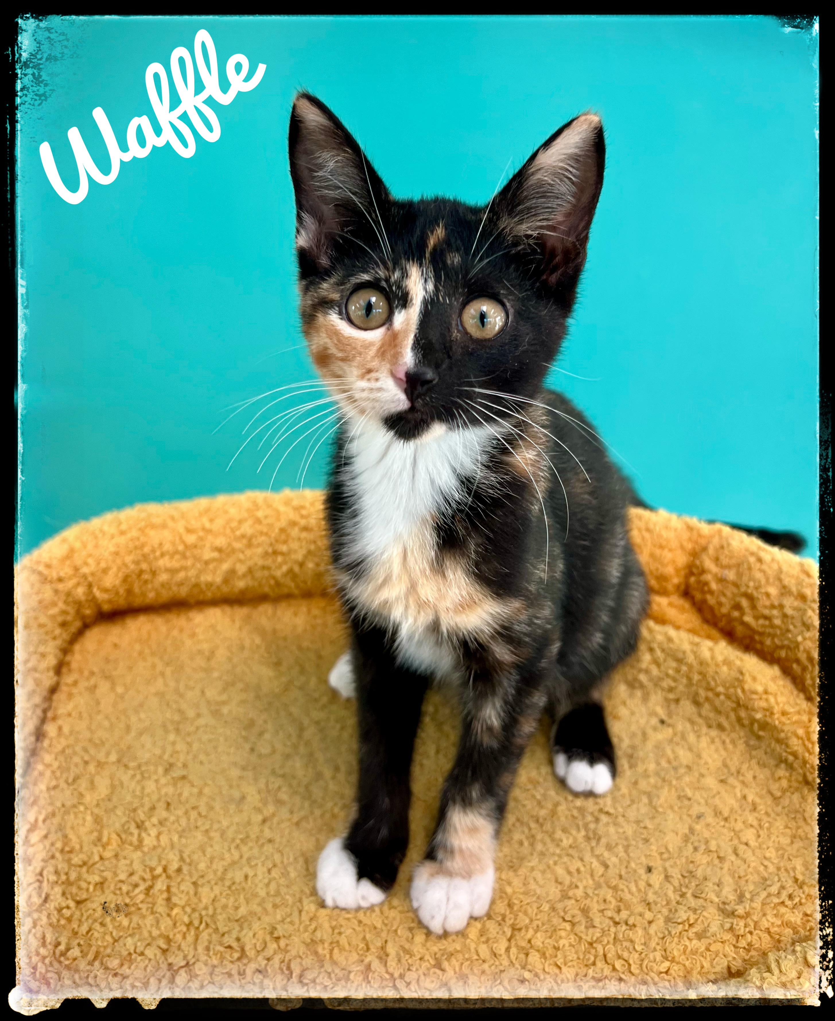 Enlarge Waffle, a Adoptable Domestic Short Hair in El Cajon, CA image 1/1