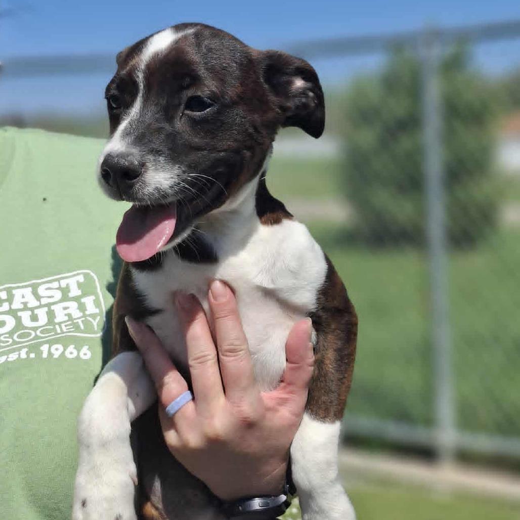 DIANA JO (D.J), a Adoptable Hound in Hannibal, MO image 1/3