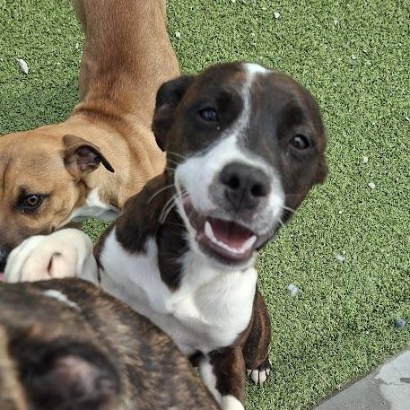 DIANA JO (D.J), a Adoptable Hound in Hannibal, MO image 3/4