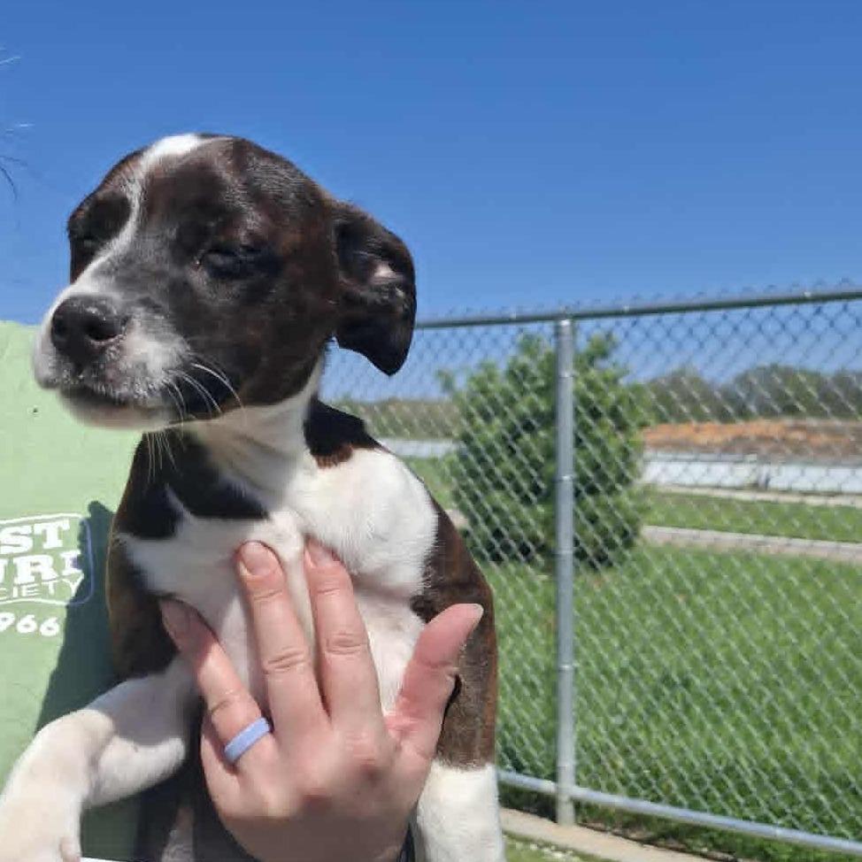 DIANA JO (D.J), a Adoptable Hound in Hannibal, MO image 3/3