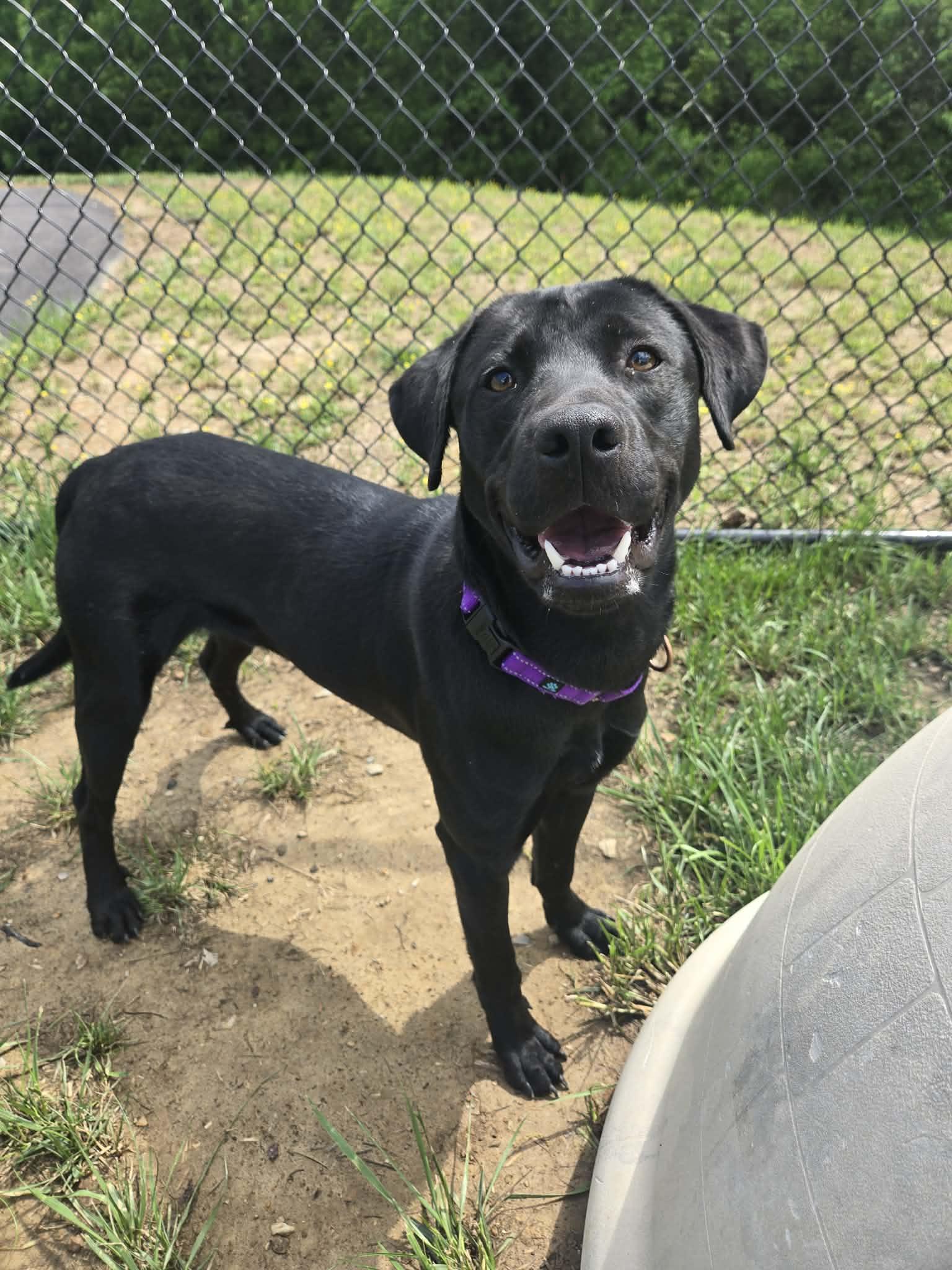 Enlarge Lima Bean, a ADOPTABLE mixed breed in Shepherdsville, KY image 3/4
