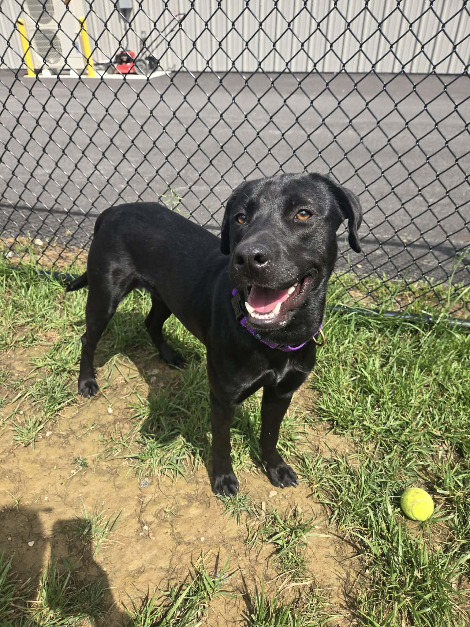 Enlarge Lima Bean, a ADOPTABLE mixed breed in Shepherdsville, KY image 2/4