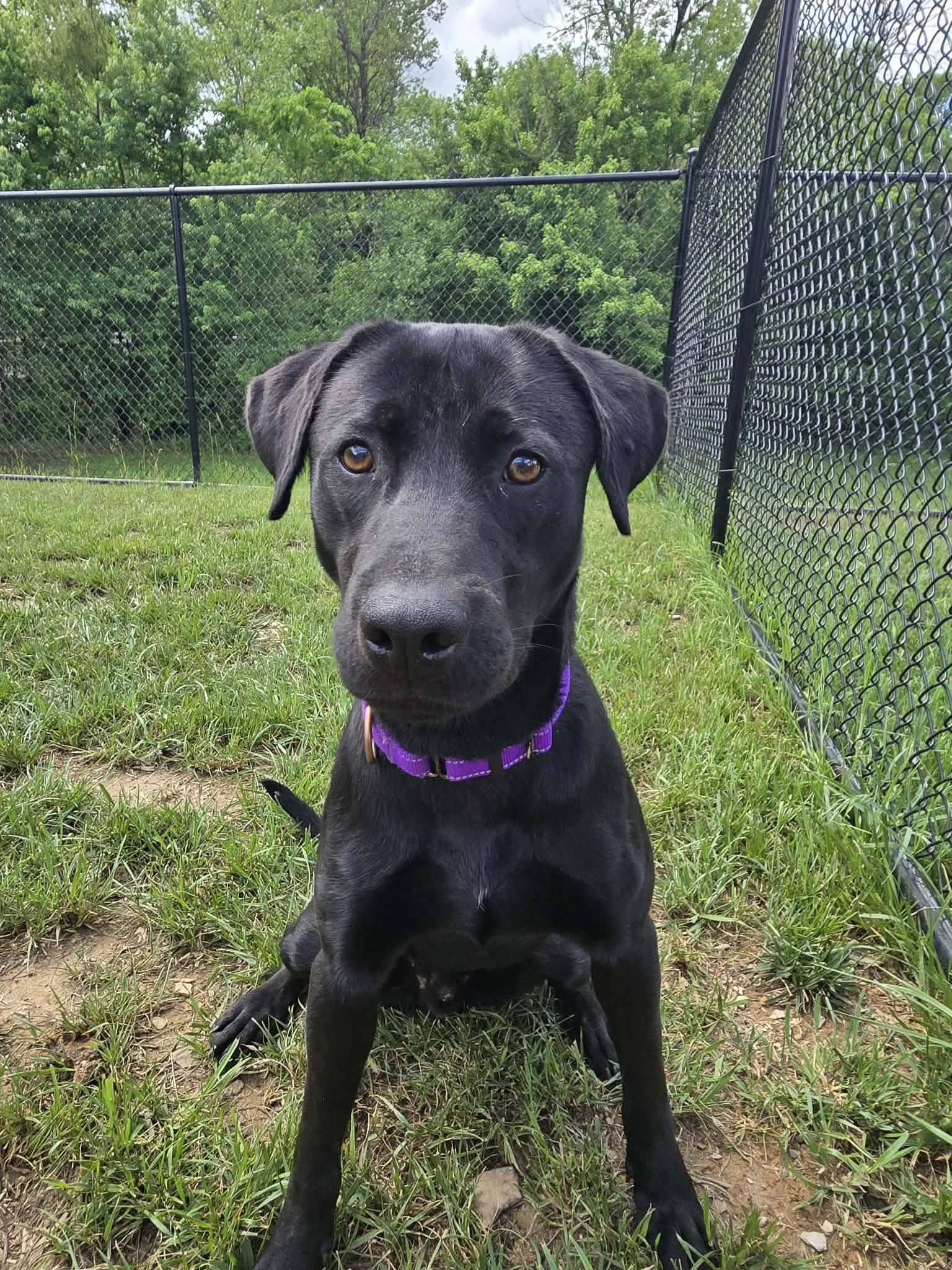 Enlarge Lima Bean, a ADOPTABLE mixed breed in Shepherdsville, KY image 4/4