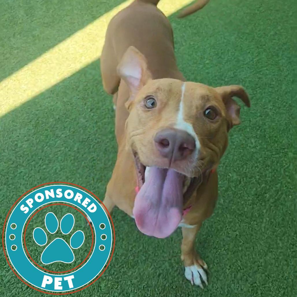 Margarita, Adoptable, Young Female English Bulldog.