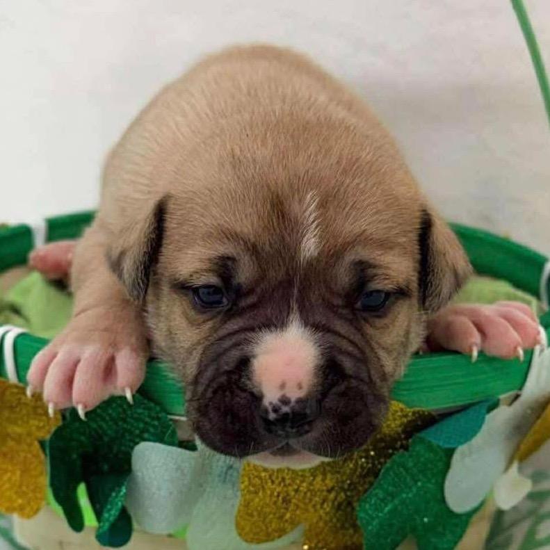 223 (2026) Jupiter, Adoptable, Puppy Male Pit Bull Terrier.