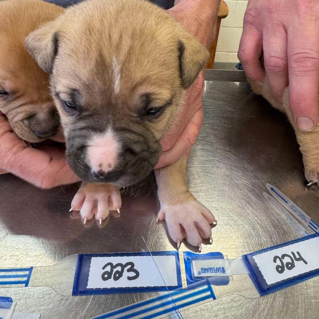 Enlarge 223 (2026) Jupiter, a Adoptable mixed breed in Parker, CO image 2/3