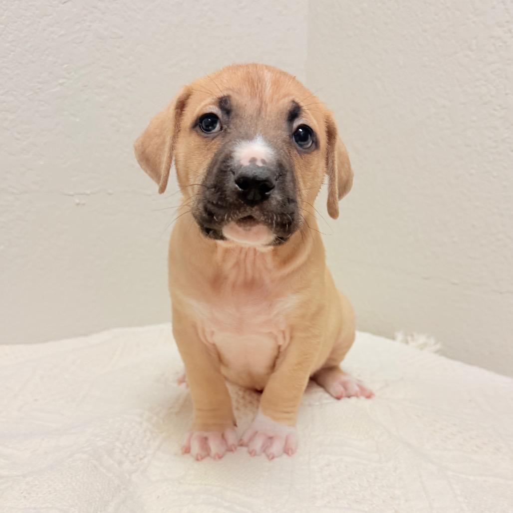 Enlarge 223 (2026) Jupiter, a Adoptable mixed breed in Parker, CO image 3/3